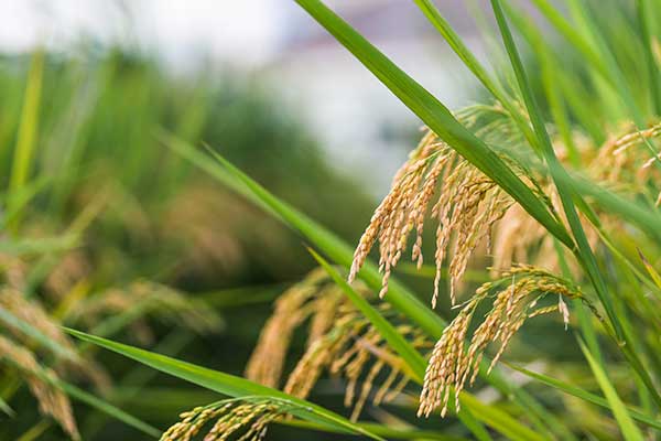 農(nóng)林種植小氣候觀測自動(dòng)氣象站方案